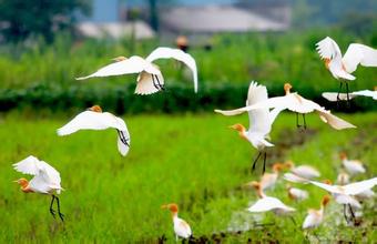 從“概念圖”到“施工圖”——解讀“十三五”時期我國環境治理新圖景