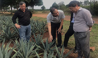 “中國(guó)劍麻之鄉(xiāng)”湛江農(nóng)墾，積極創(chuàng)建國(guó)家現(xiàn)代農(nóng)業(yè)產(chǎn)業(yè)園